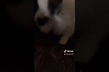 My cute baby bunny