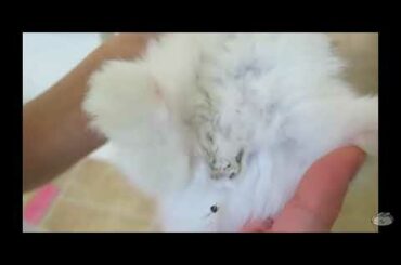 Baby Bunny taking bath