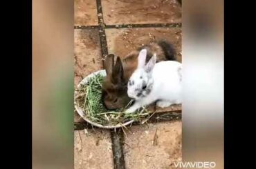 Cute bunnies