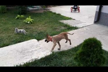 Small malinois dog and baby rabbit playing
