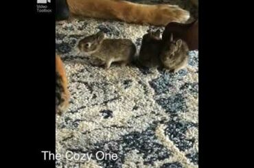 Baby rabbits playing with dogs