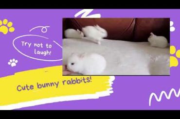Cute funny baby rabbits compilation