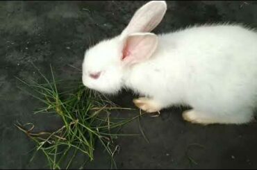 Baby Bunny eating Grass 🌿। Cute Rabbit Eating Grass | Bunny eating | Bunny The Super Star 🌟।