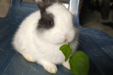Baby rabbit eating grass 🐇