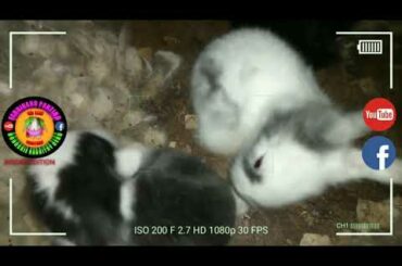5 Cute Baby Bunnies Day 14