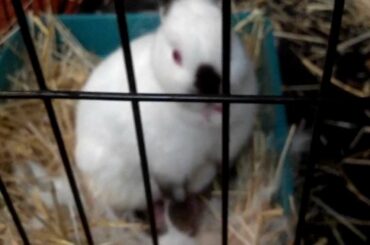 Baby Update - BABY BUNNIES BEING BORN!