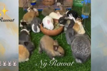 Rabbits are eating, it looks very cute video 2020🐰🐰