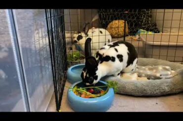 Baby Bunny Rabbit Tries Fruit