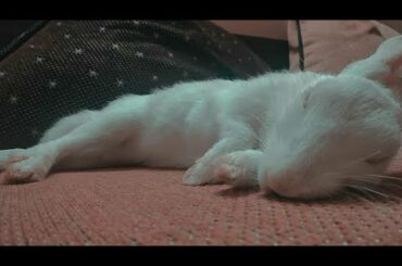 Baby Bunny🐰 Falling asleep | Funny Bunny | Cute❤️