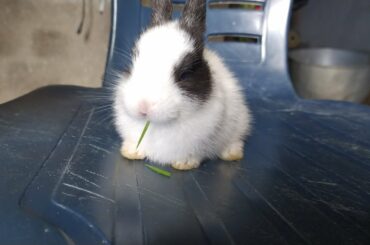 First time grass eating my Deary Rabbit // baby rabbit eating grass 🐇