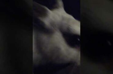 My baby bunny