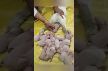 Rabbit Giving Birth to Babies - Cute Babies