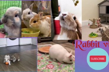 Funny and cute baby bunny rabbit video