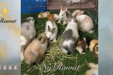 Strange rabbit facts Raising and feeding rabbits 🐇