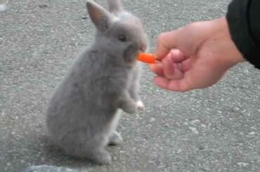 Baby Bunny Eats Carrot Stick