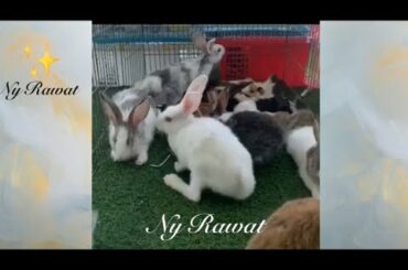 Everything about rabbits Raising and feeding 🐰
