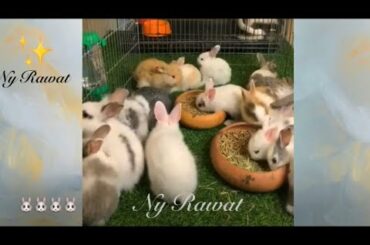 This rabbit is really smart, cute, they are eating video Full HD