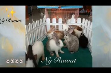 Rabbits for raising them are very smart and cute. Videos full HD