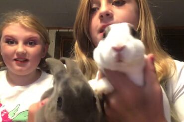 Bunnies Bunnies Bunnies (Reveal The Baby Bunnies)😇😝🤓🐰🐰🐰🐰🐰🎥