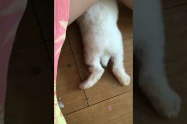 My Bunny is playing!