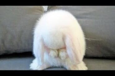 So Cute Baby Bunny Moment 😍 | Baby Bunny Washing his Face 😍😍