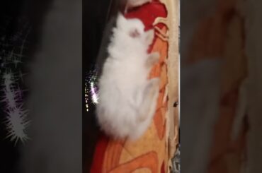 Cute & funny bunnies baby