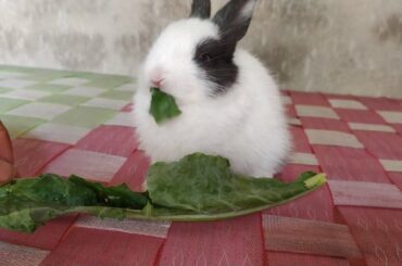 Baby Rabbit🐇 first time eating Cobbage leaf // bunny eating Cobbage leaf // very interesting video