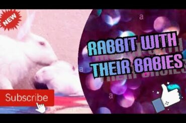 Rabbit with their babies l #cute l#funny
