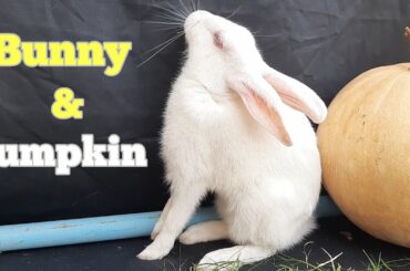 Rabbit with pumpkin twice her SIZE!!
