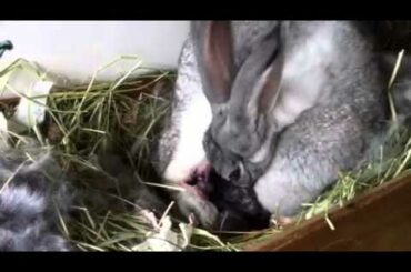 Flemish giant rabbit having babies