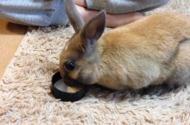 Eat a cookie , Baby bunny rabbit 2months and 20day progress
