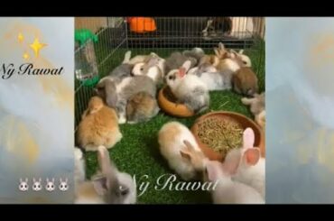 Video Rabbit How many breeds of rabbits are there 2020 🐰🐰