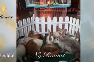 Raising and feeding rabbits video 2020 full HD