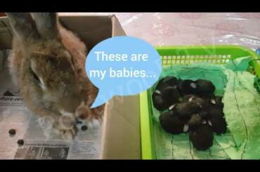 Funny and cute baby bunnies playing with each other