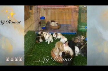 Breeding rabbits at home, watching them eat🐇🐇