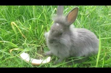 baby rabbits with mum