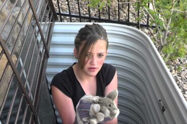 Baby bunny rescue