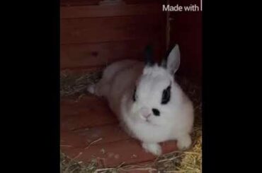 Baby louise #my adorable rabbits