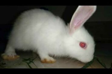 খরগোশ পালন  ~  Cute and Funny Baby Rabbit