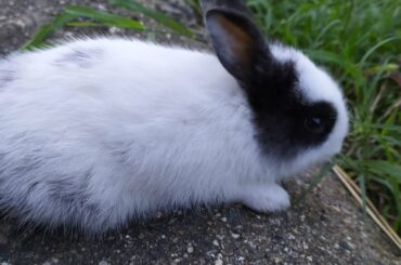 My cute bunny ! 🐇