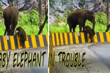 How Mother Elephant Helps to her Baby Elephant in Trouble