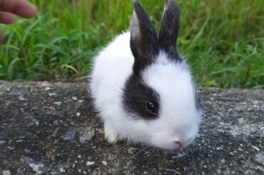 Cute baby rabbit 🐇 cute bunny