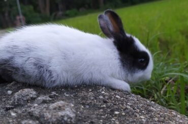 My Baby Rabbit First time is out of the house 🐇 cute bunny