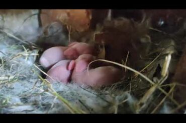 New Rabbit baby's  at our farm | cute rabbit | femal rabbit giving birth to  baby's