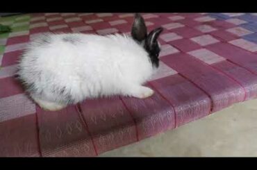 Baby Rabbit playing in bed 🐇