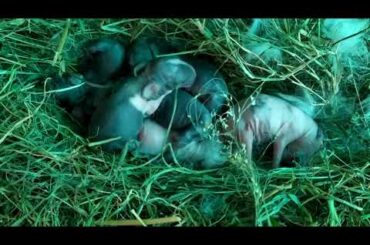 One day old '7' Rabbit babies at RJnest🐰🐇