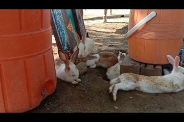 Beautiful rabbits | Rabbit for sale | Rabbit farm | Don with fun | Aliza sehar Vlogs