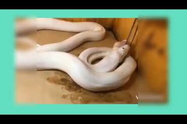 #Python #funnycats #babysquirrel#babyrabbit- Videos Compilation Cute and Funny Squirrel #01 Animal