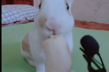 Rabbit  Eating  Bananaa  live  /ASMR