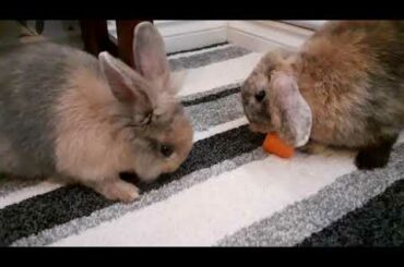 The adventures of Fred and Ted.  Just 2 cute rabbits enjoying eating carrot together. ASMR eating.